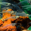 Glass catfish
