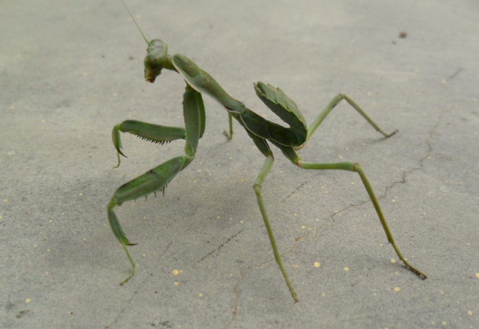Female mantis