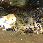 Camouflaged anemone