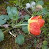 Persian Buttercup