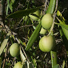 olive tree(oliveira)