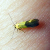 Yellow Stathmopoda Moth
