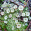 pixie-cup lichen