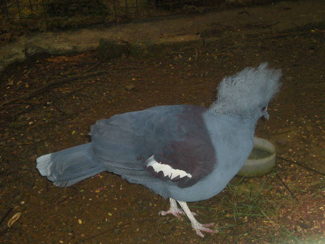 Blue Crowned pigeon