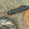 Giant Flat-backed  Millipede