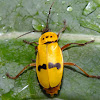 Cantharid Beetle