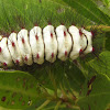 Flannel Moth Caterpillar