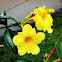 Yellow Bell, Golden Trumpet or Buttercup Flower