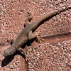 Eastern Fence Lizard