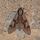 Pine-Hawk moth