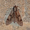 Pine-Hawk moth