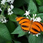 Flowering plant & butterfly