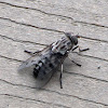 Horse Fly (female)