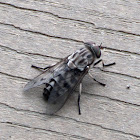 Horse Fly (female)