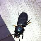 Patent Leater Beetle