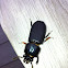 Patent Leater Beetle