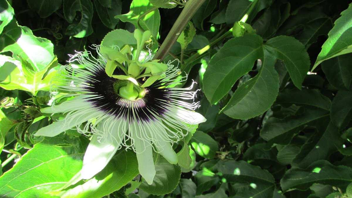 Maracuyá (Passion Flower)