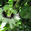 Maracuyá (Passion Flower)