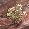 plant on cave wall