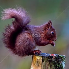 Red Squirrel by Bob Rawlinson - Animals Other Mammals