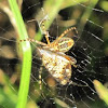 Spider with butterfly