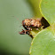 Scriptured leaf beetle