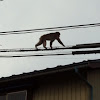 Japanese macaque