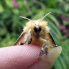 Southern flannel  moth