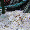banded cleaner shrimp (eng)