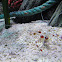 banded cleaner shrimp (eng)