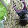 Stag Beetle (male)