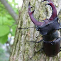 Stag Beetle (male)