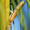 Crambid snout moth