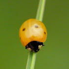 Seven-spotted ladybug (newly emerged)