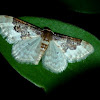 Least Carpet Moth