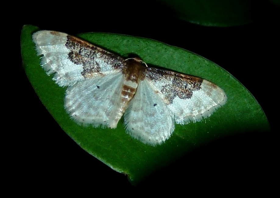 Least Carpet Moth