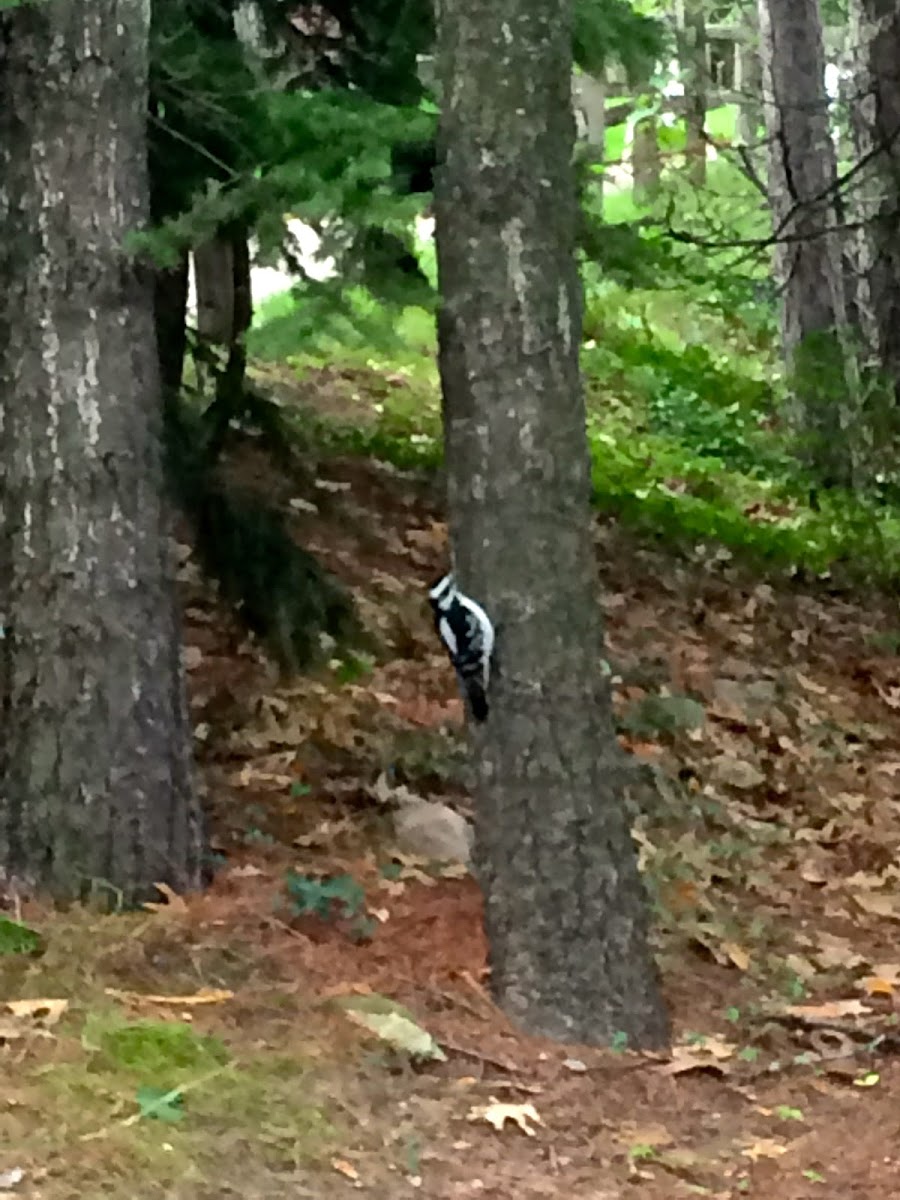 Hairy Woodpecker