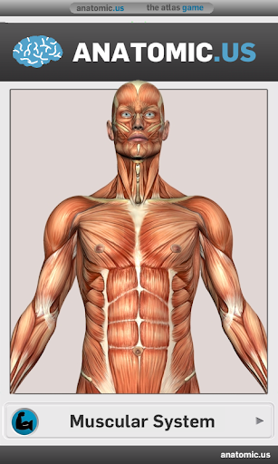 Muscular Anatomy Game