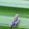 leafhopper grey and skyblue cobble markings