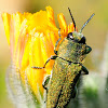 Jewel beetle, Carcoma metálica