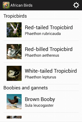 African Birds Wildlife Guide