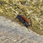 Tarantula Hawk (wasp)