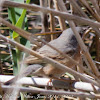 Subalpine Warbler; Curruca Carrasqueña
