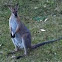 Male Wallaby