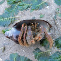 Striped hermit crab