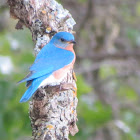 Eastern BlueBird