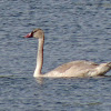 Trumpeter Swan