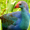 Purple swamphen