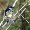 "Myrtle" Yellow-rumped Warbler