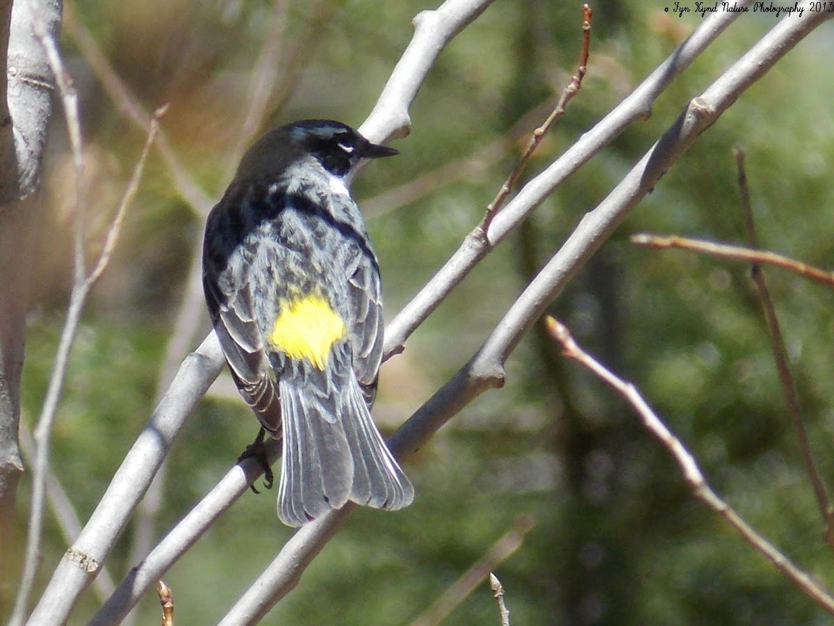 "Myrtle" Yellow-rumped Warbler